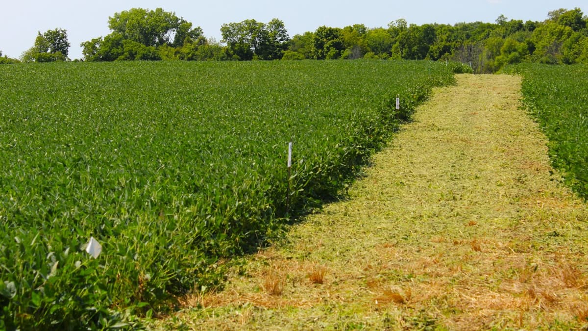 Aphanomyces Root Rot Threatens Pulse Economics in Canada