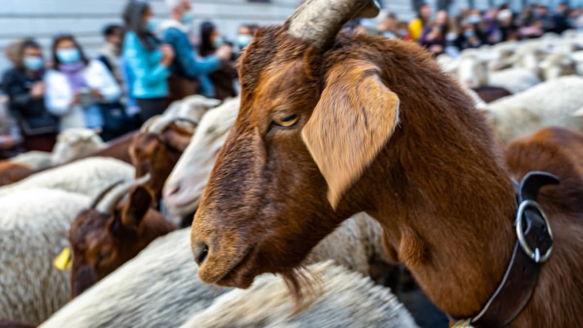 Canada Cattle Prices Hit Records Amid Market Volatility