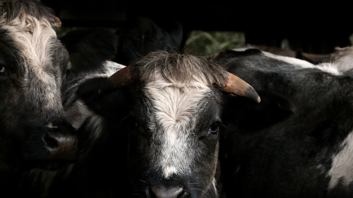 Canada's Top Dairy Farms Prioritize Udder Health in 2025