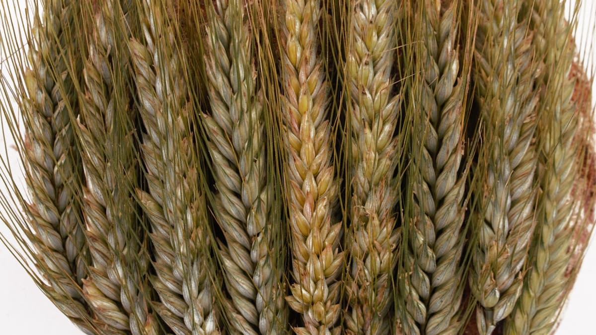 Canada's wheat breeding system needs overhaul, report warns