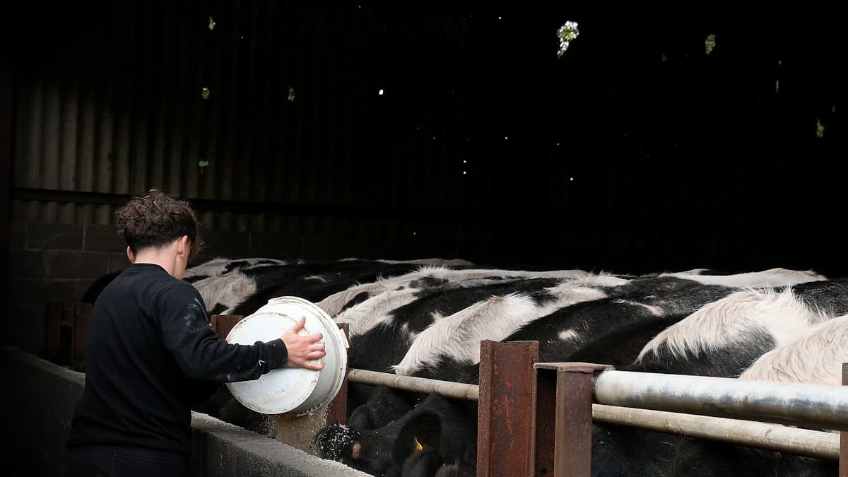 Canadian dairy farmers fight more market losses in CUSMA review