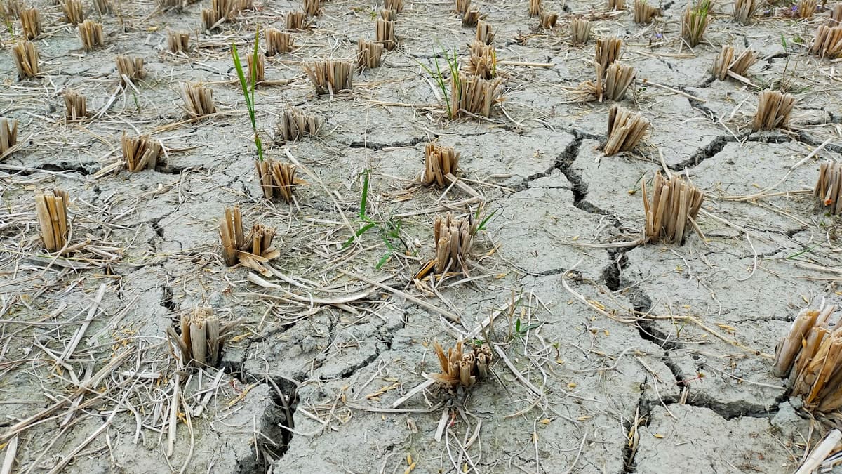 Climate Change Shifts Hit Canada Wheat Growing Regions