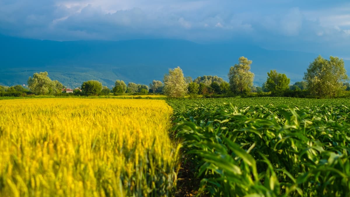 Cut Canola Seeding Rate by Half? Canadian Trials Show Promise