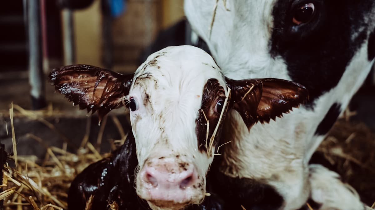 High-Energy Diets Boost Canadian Calving Success by 25 kg