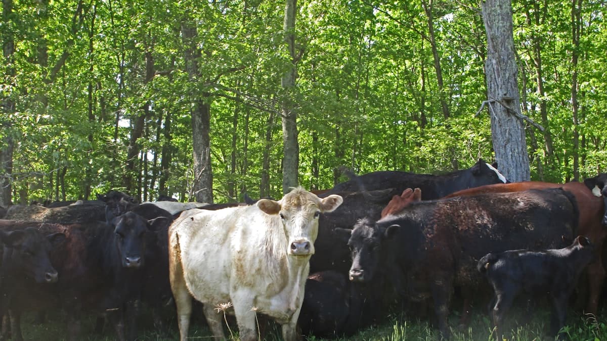 Ionophores Cut Calf Disease Risk in Canadian Feedlots