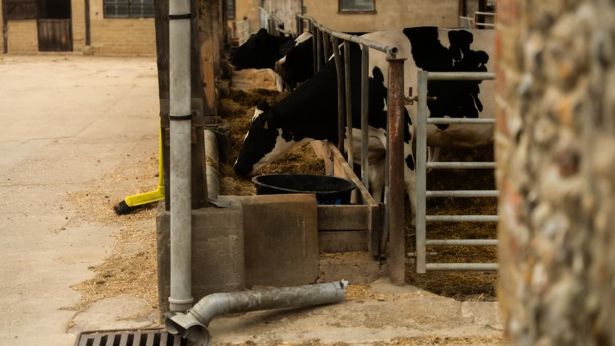Older dairy cows boost milk output 3,000kg - Canadian data