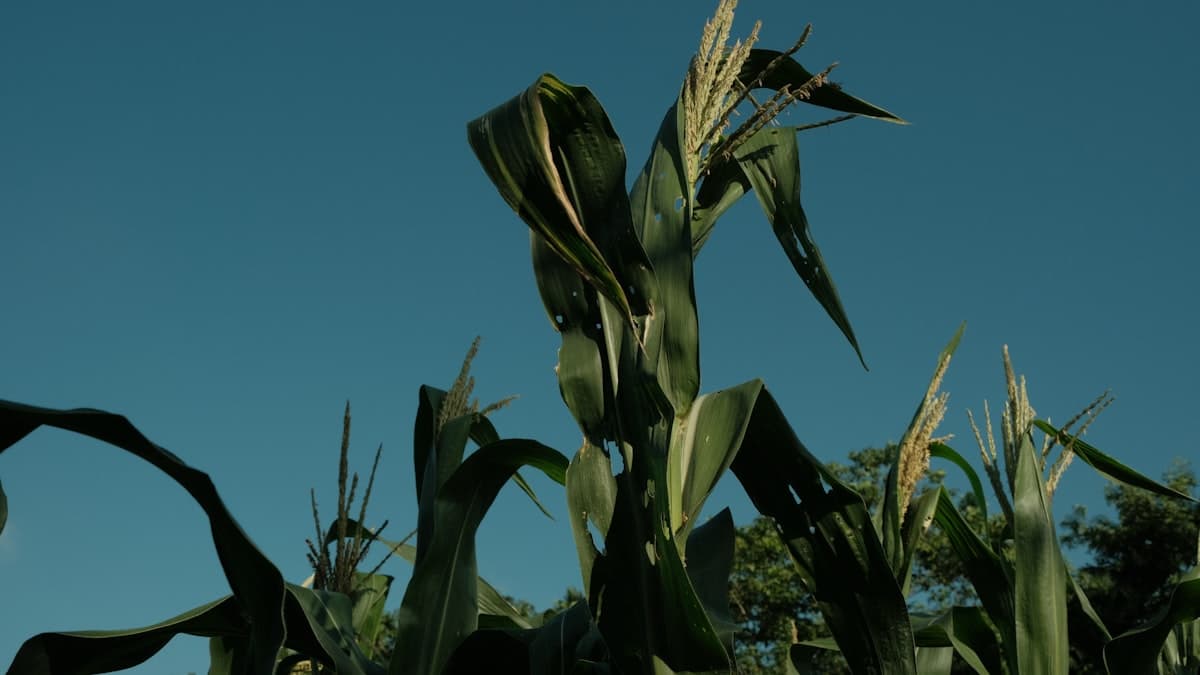 Ontario corn growers face rising rootworm resistance threat