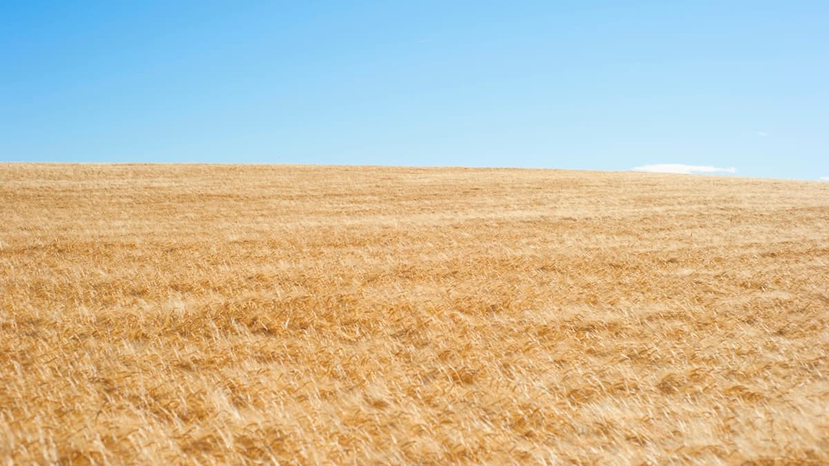 Ontario Grain Farmers Join National Group to Boost Canada Voice