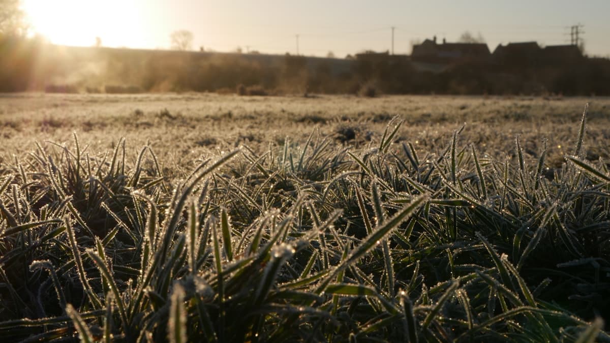 Ontario Spring Seeding: Frost Timing & Winter Crop Risks