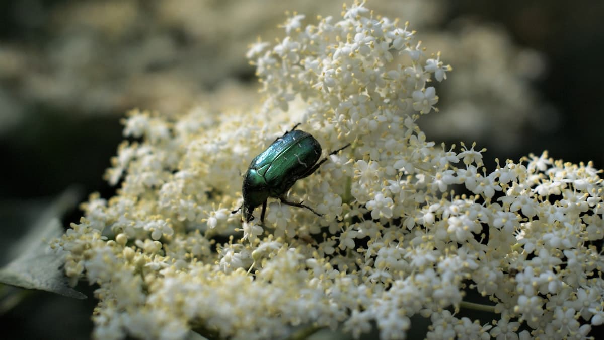 Prairie Canola Planning: Target Stands & Flea Beetle Prep