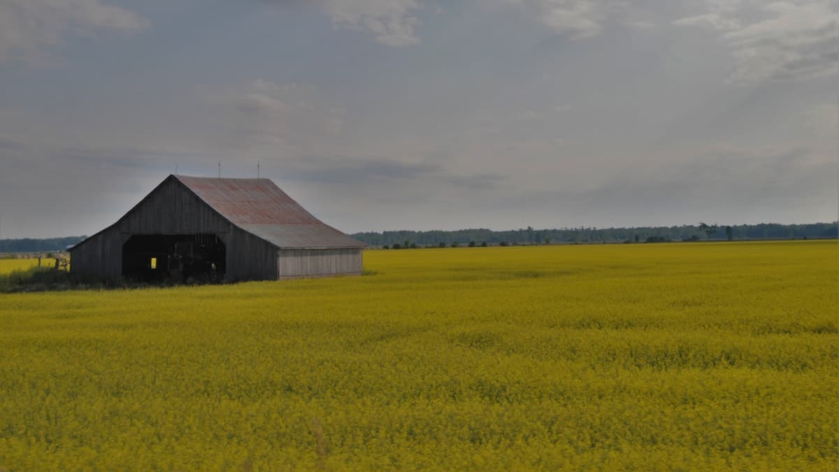 Richardson Returns to Canola Council as US Ethanol Floods Canada